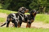 BEAUCERON - PUPPIES 249